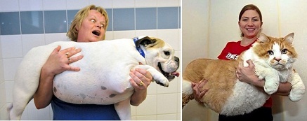 hewan peliharaan gemuk