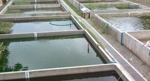kolam ikan beton