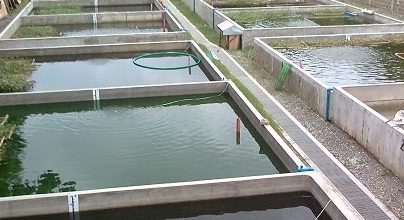kolam ikan beton