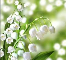 bunga-lily-of-the-valley