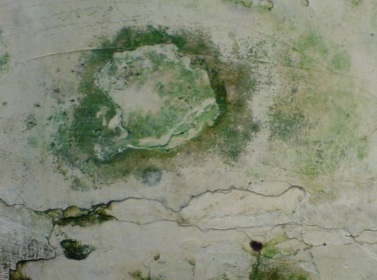 jamur pada dinding