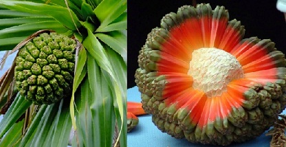 Buah Hala Tree