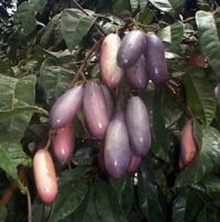 buah safou
