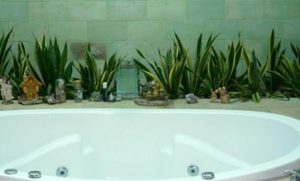 tanaman di kamar mandi