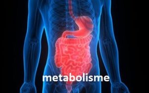 metabolisme tubuh